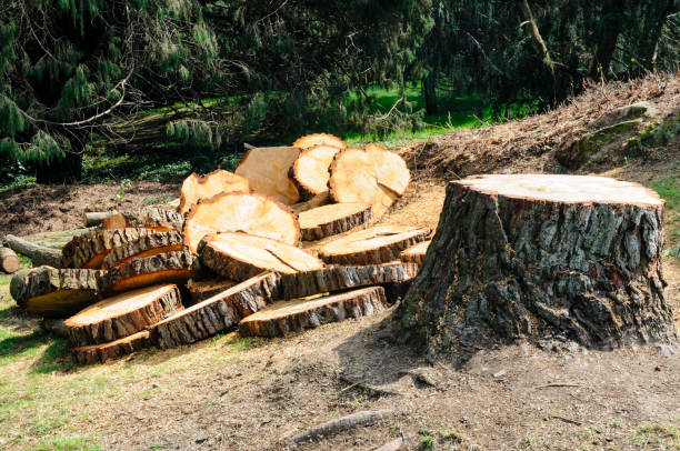 Best Storm Damage Tree Cleanup  in , IA